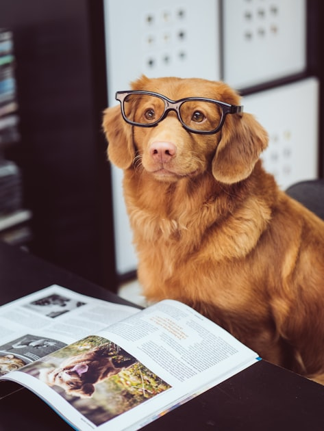 Upcoming Dog Events in Kamloops