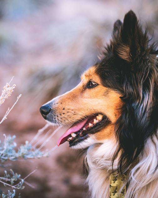 Dog Training Tips for Owners