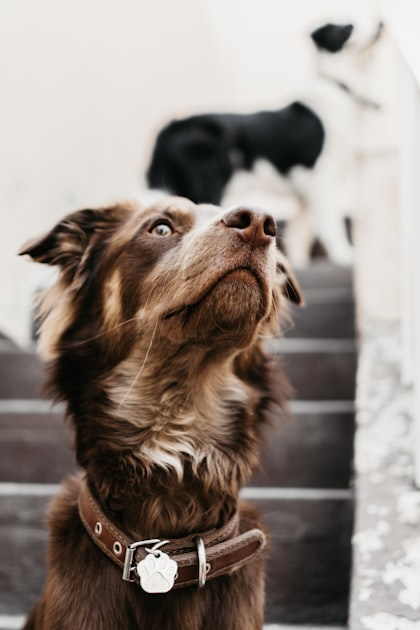 Join Our Dog Meetups