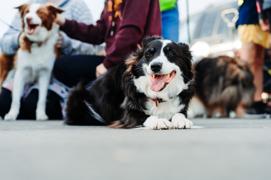 Join Our Kamloops Dog Club